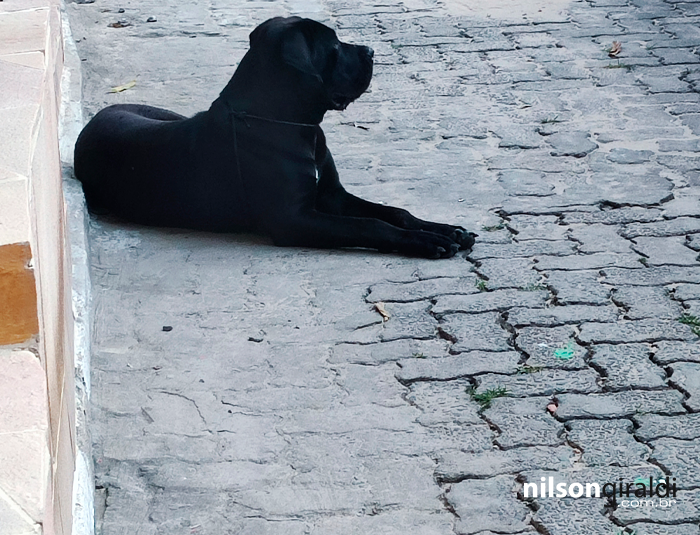 Foto de cão deitado na rua.